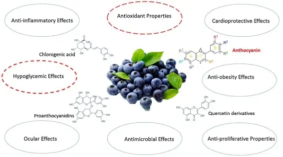 Bilberry Extract benefits Bilberry Extract benefits